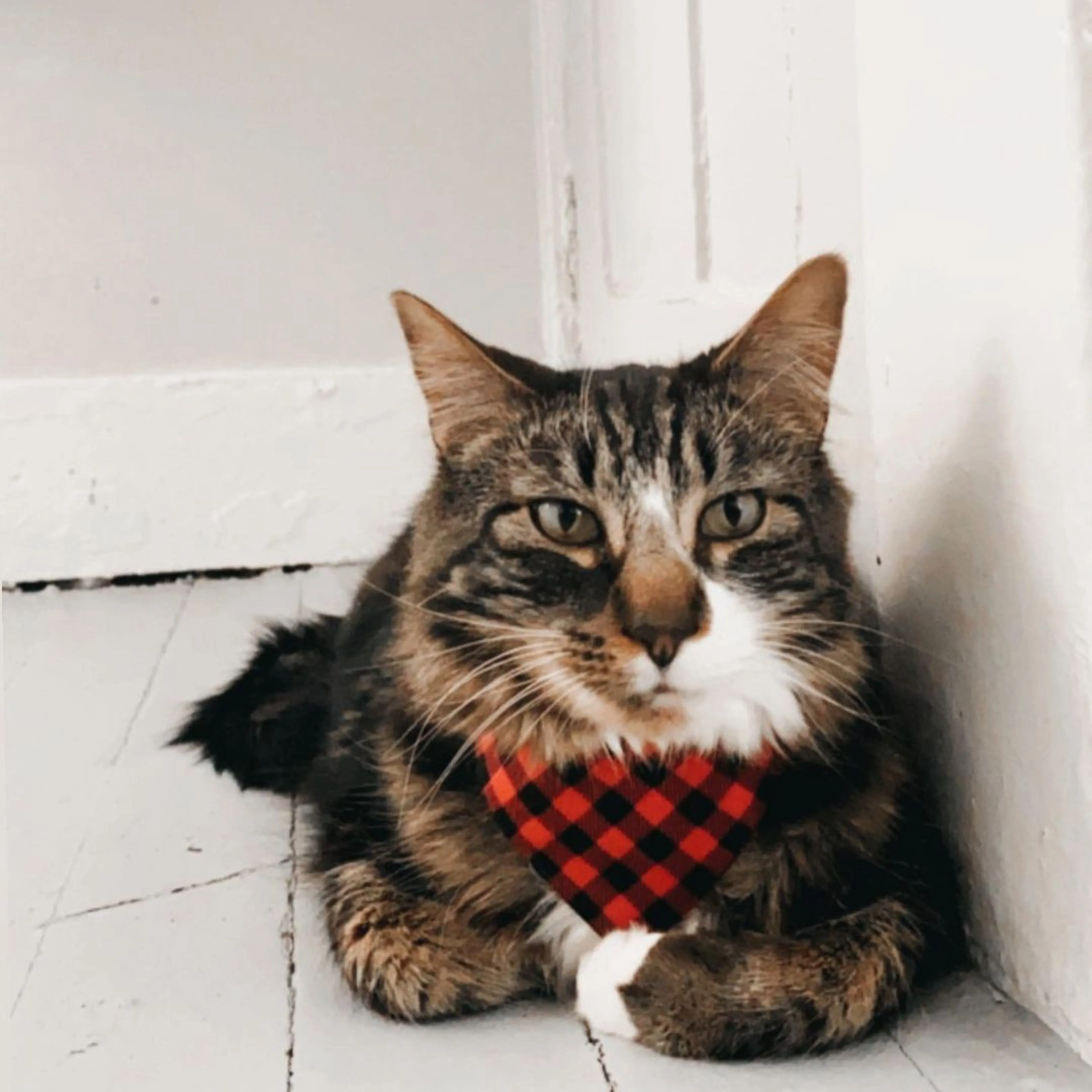 Plaid Cat Bandana - "Cozy Cabin Red" - Red Buffalo Plaid Bandana for Cat   Small Dog / Lumberjack / Slide-on Bandana / Over-the-Collar (One Size)